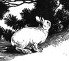 bunny