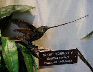 photo of taxidermied sword-billed hummingbird in vienna